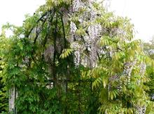 Plantes grimpantes