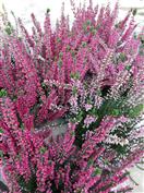 Bruyère callune, Calluna