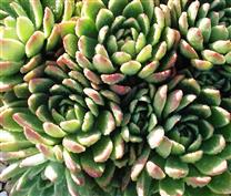 Echeveria